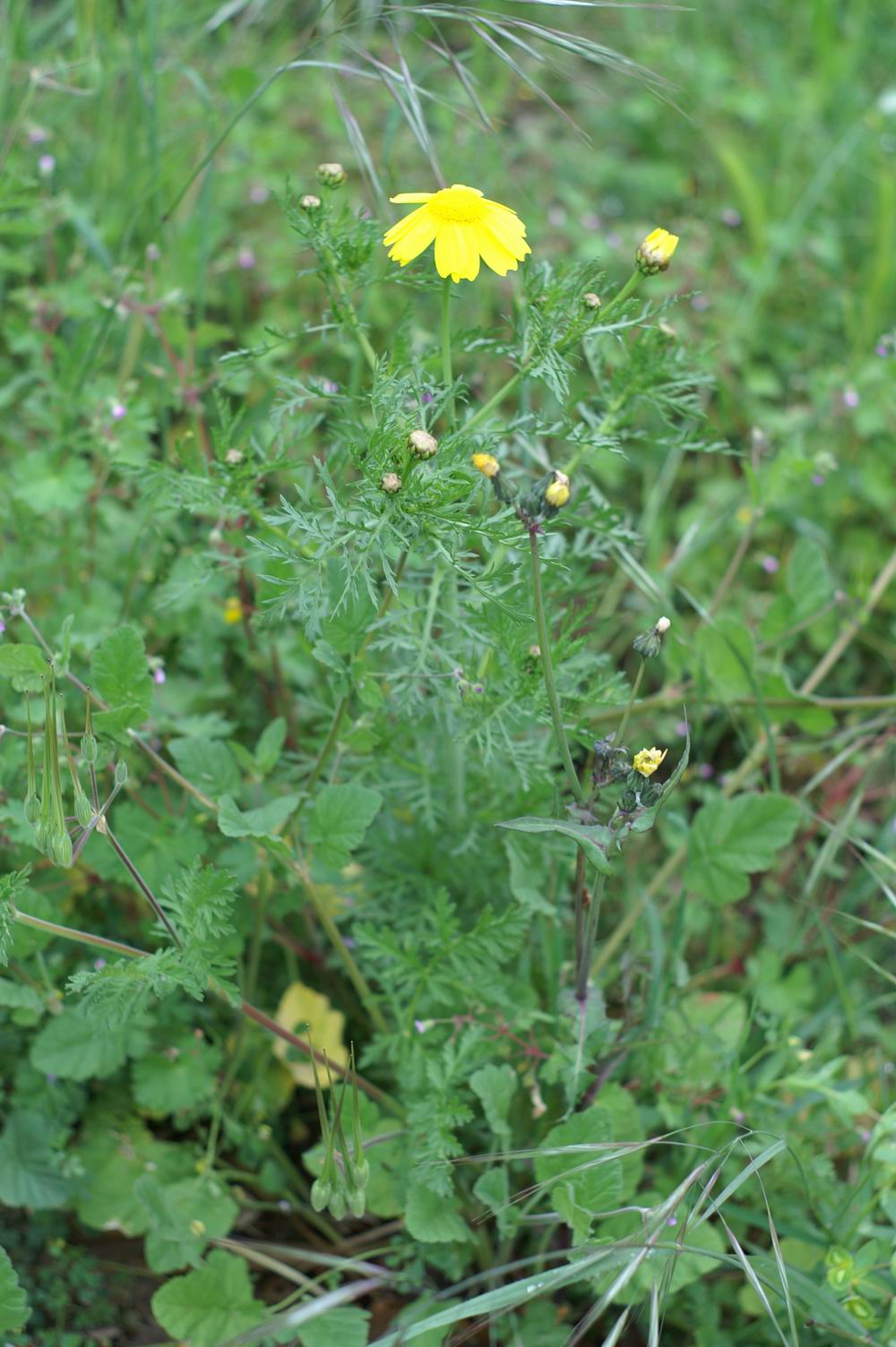 Lepidium draba, Urospermum dalechampii e Glebionis coronaria